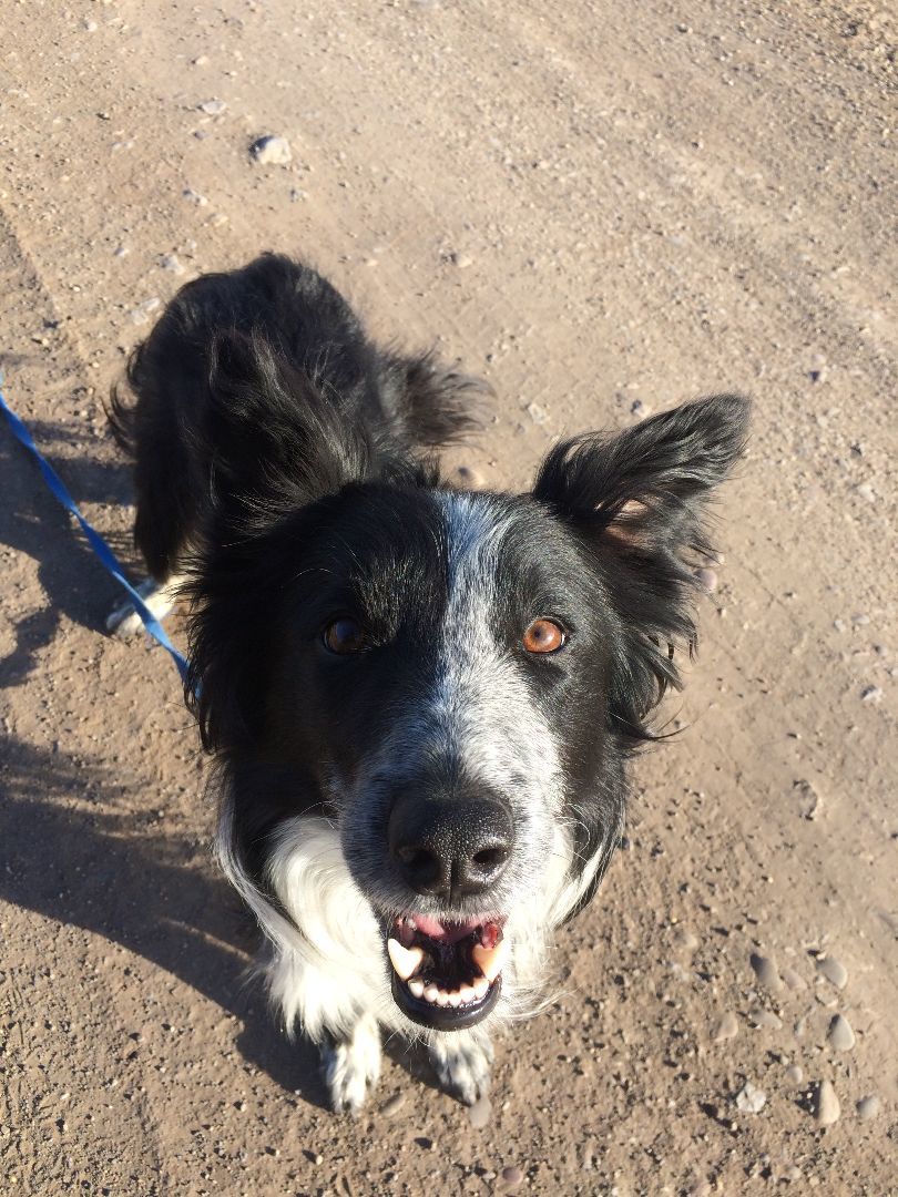 Newt, an adoptable Border Collie in Montrose, CO, 81401 | Photo Image 1