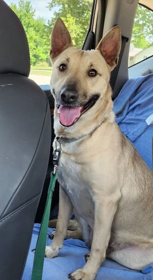 Animal Profile Charlotte is an estimated 4-year-old 48 lb spayed female bull terriershepherd mix 