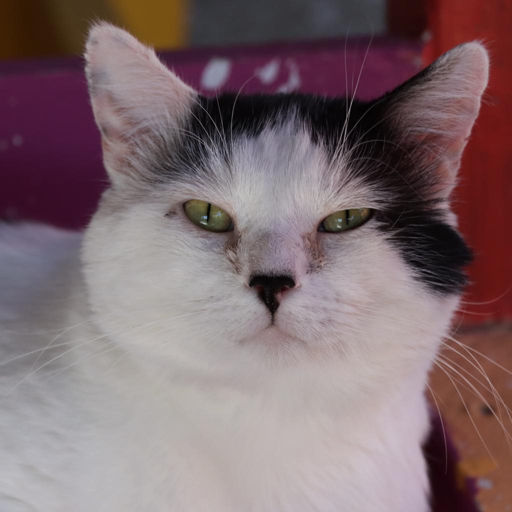 Arroyo, an adoptable Domestic Short Hair in Tucson, AZ, 85711 | Photo Image 1