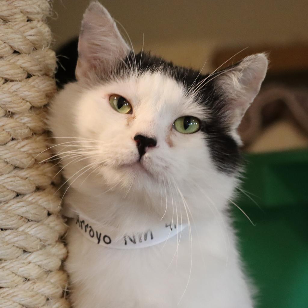 Arroyo, an adoptable Domestic Short Hair in Tucson, AZ, 85711 | Photo Image 2