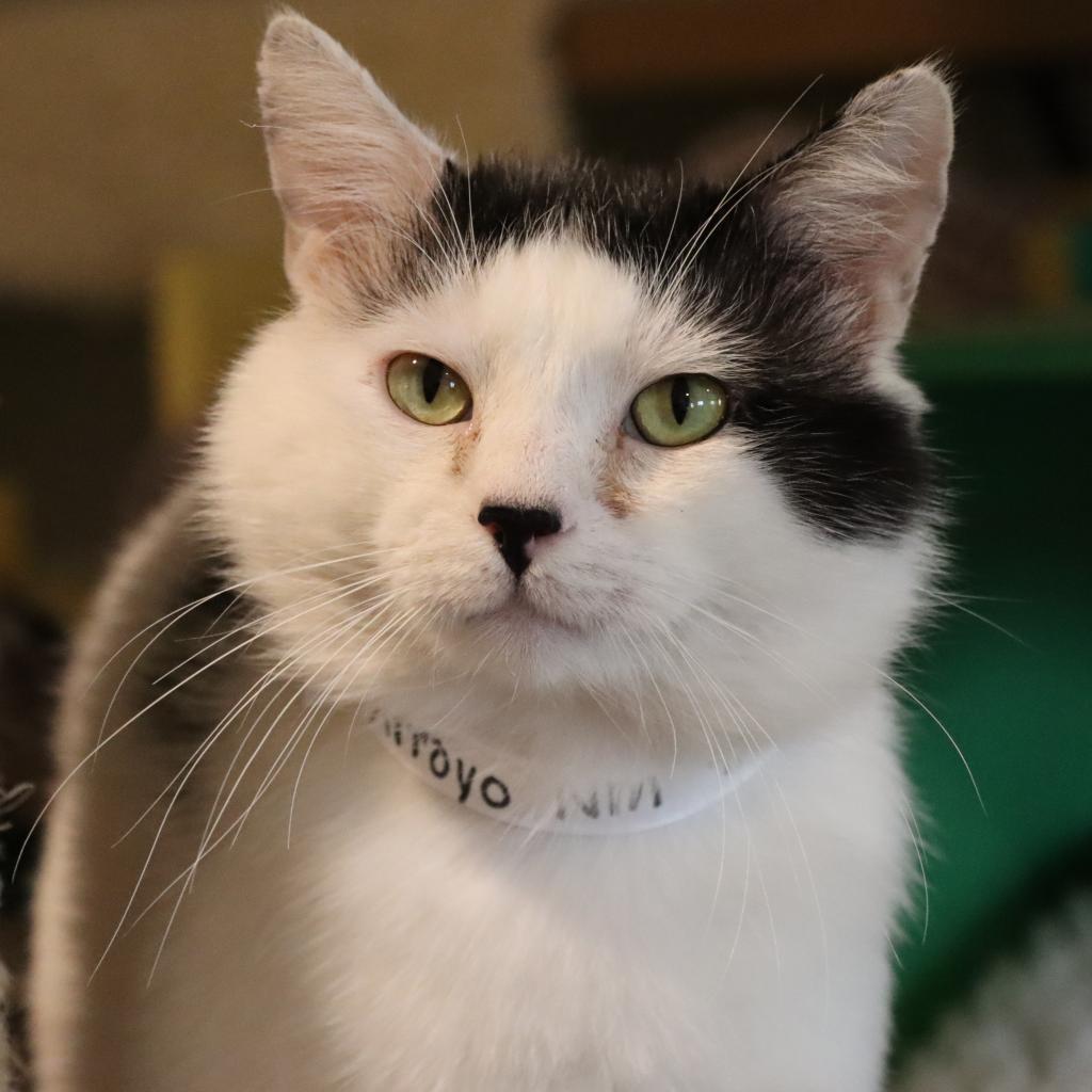 Arroyo, an adoptable Domestic Short Hair in Tucson, AZ, 85711 | Photo Image 3