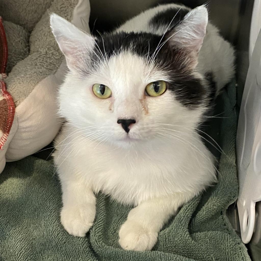 Arroyo, an adoptable Domestic Short Hair in Tucson, AZ, 85711 | Photo Image 4