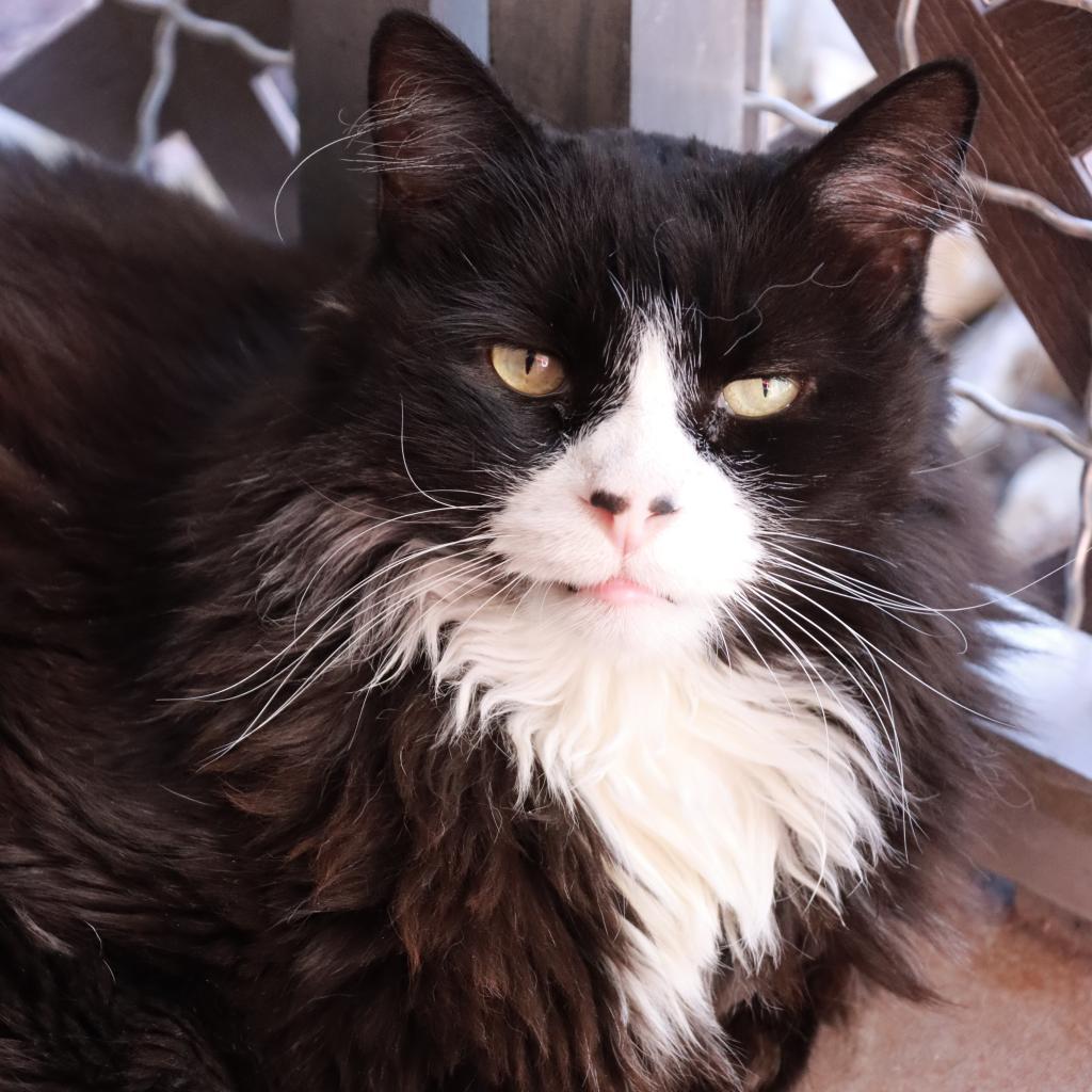Duncan, an adoptable Domestic Long Hair in Tucson, AZ, 85711 | Photo Image 1