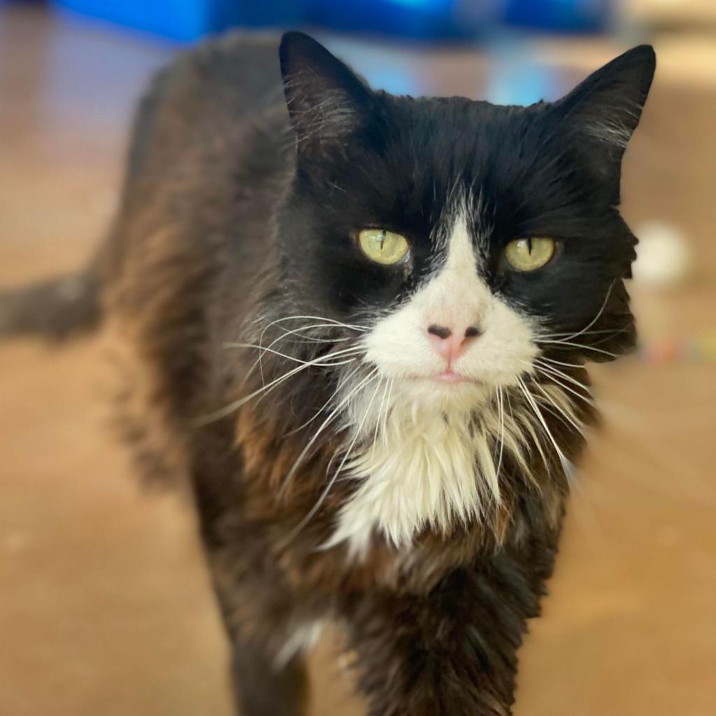 Duncan, an adoptable Domestic Long Hair in Tucson, AZ, 85711 | Photo Image 2