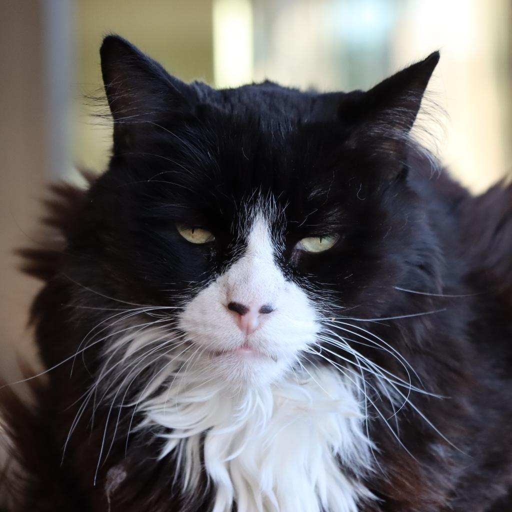 Duncan, an adoptable Domestic Long Hair in Tucson, AZ, 85711 | Photo Image 3