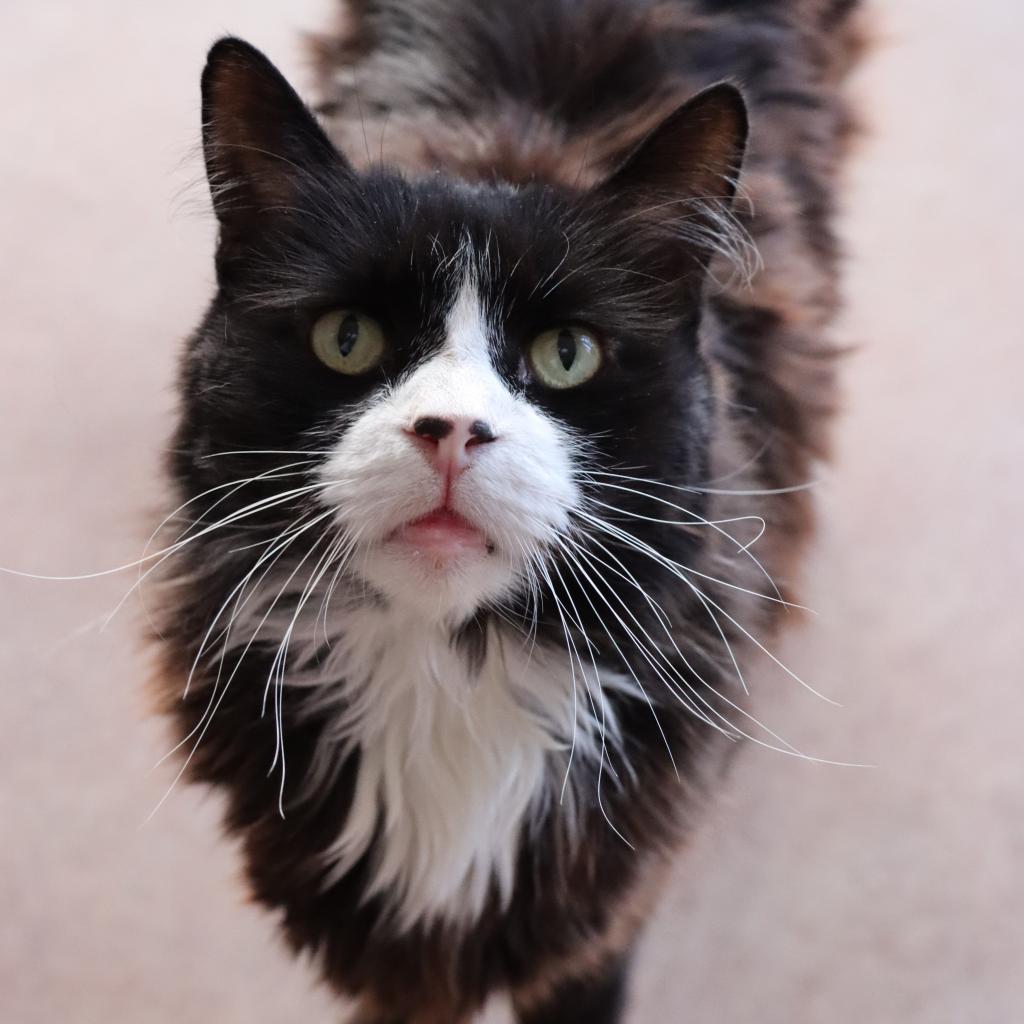 Duncan, an adoptable Domestic Long Hair in Tucson, AZ, 85711 | Photo Image 4