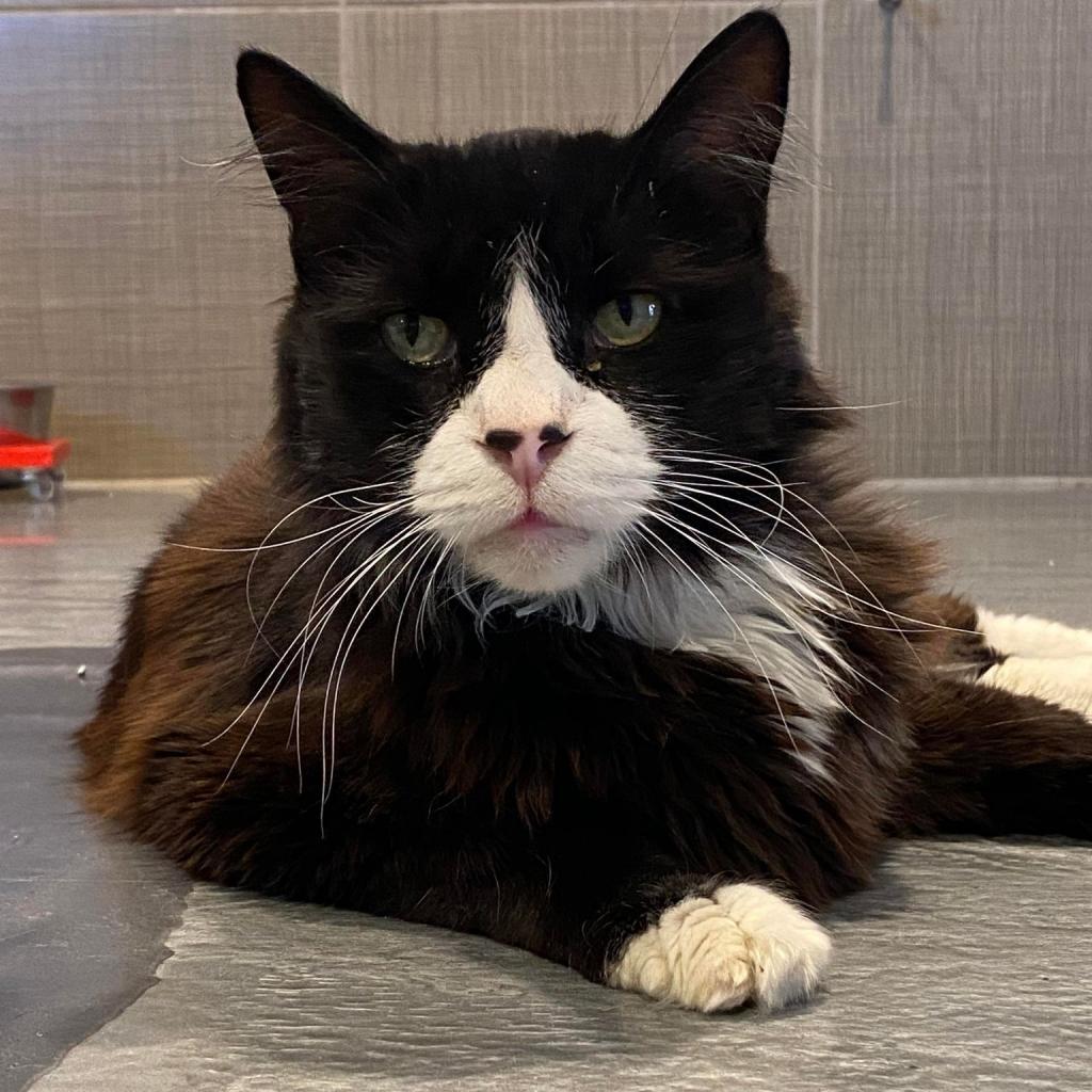 Duncan, an adoptable Domestic Long Hair in Tucson, AZ, 85711 | Photo Image 5