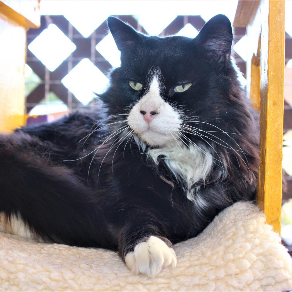 Duncan, an adoptable Domestic Long Hair in Tucson, AZ, 85711 | Photo Image 6