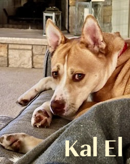 Kal El - Foster of Forever Family Needed!