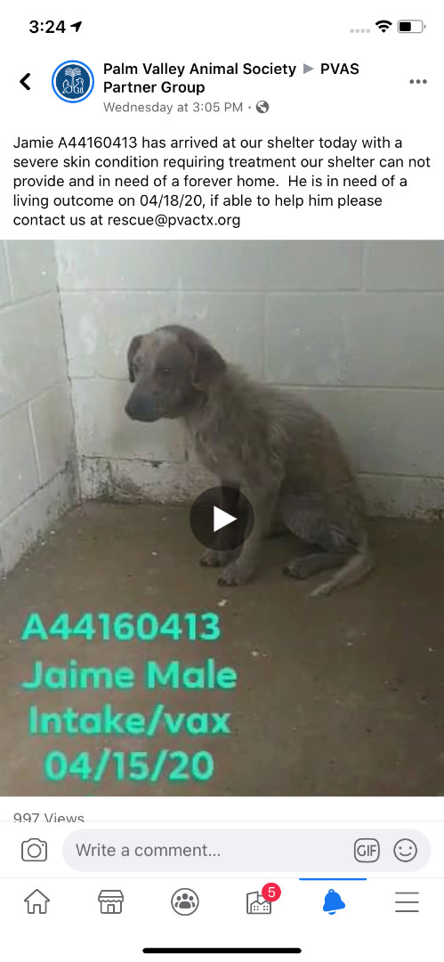 Jamie, an adoptable Australian Cattle Dog / Blue Heeler in Boise, ID, 83704 | Photo Image 3