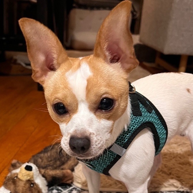 8 year old chihuahua mix available for adoption in NYC area : r/rescuedogs