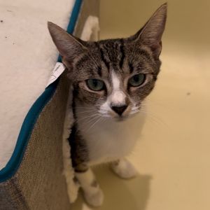 Cats for Adoption Near Boston, MA