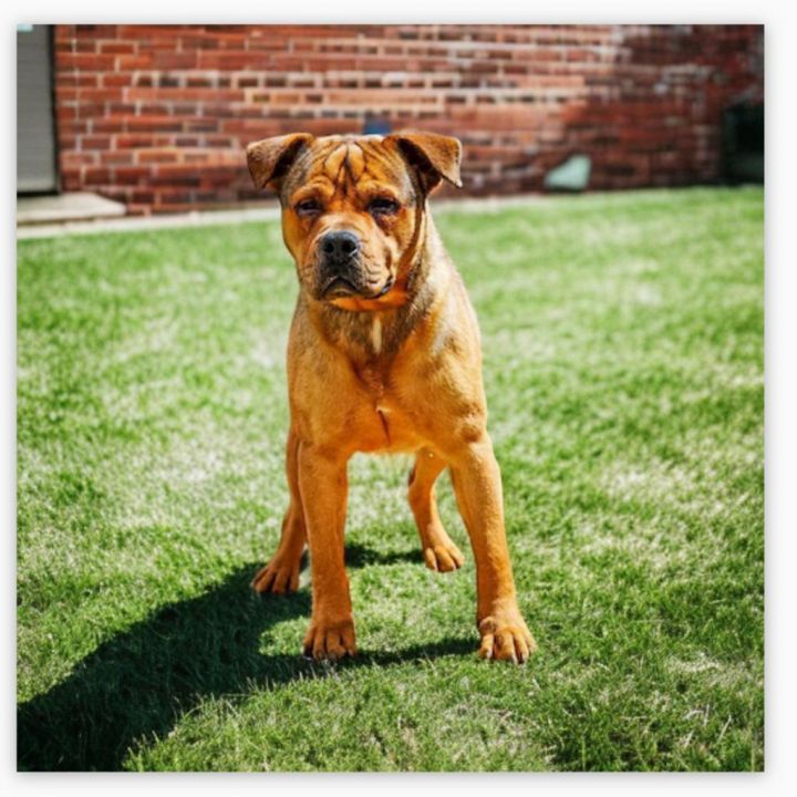 Yogi 2