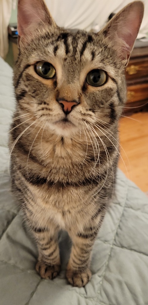 Poco, an adoptable Domestic Short Hair in Palmer, AK, 99645 | Photo Image 1