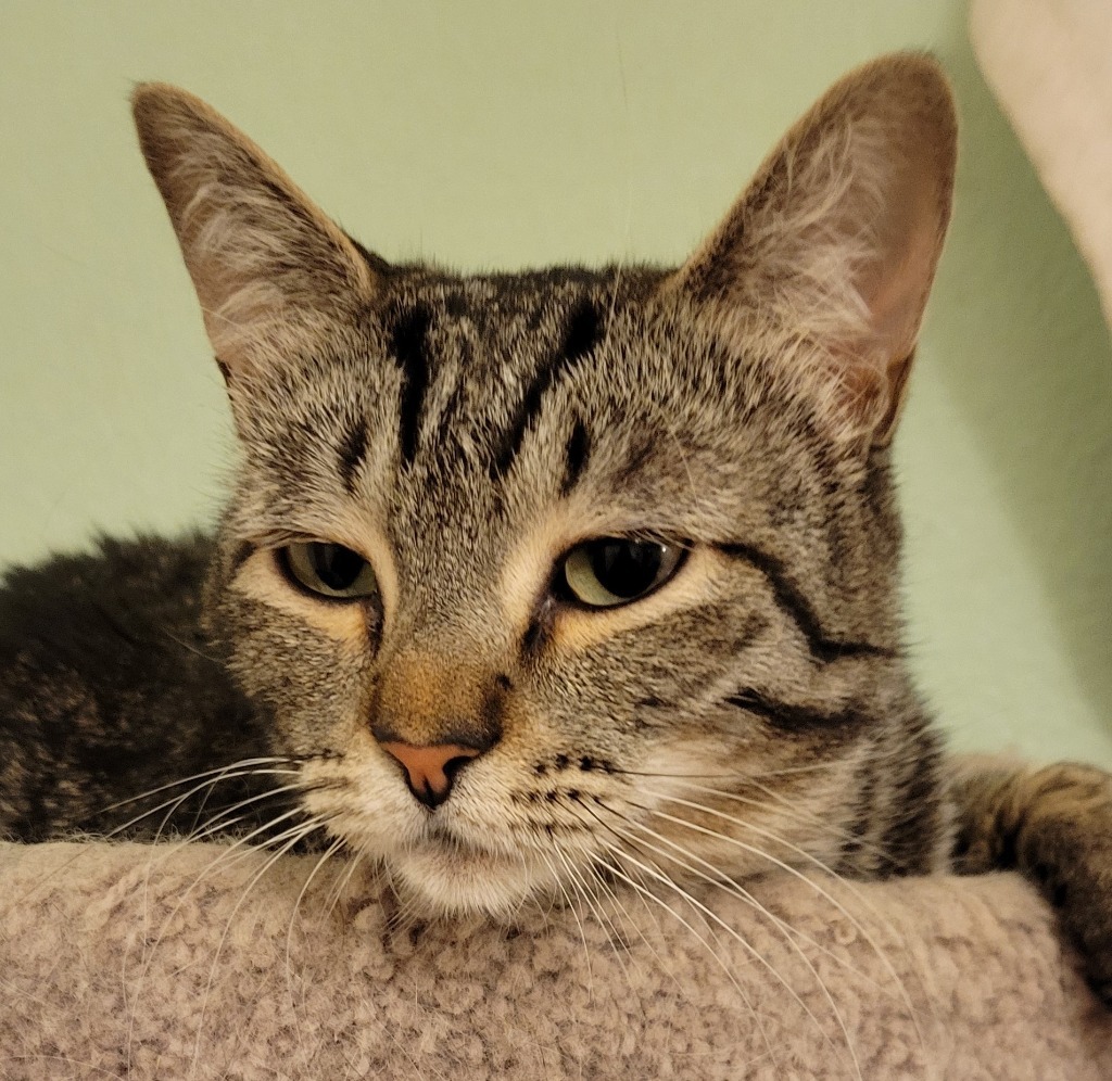 Poco, an adoptable Domestic Short Hair in Palmer, AK, 99645 | Photo Image 4