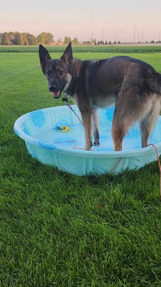 AC Leroy, an adoptable German Shepherd Dog, Husky in Fremont, NE, 68025 | Photo Image 1