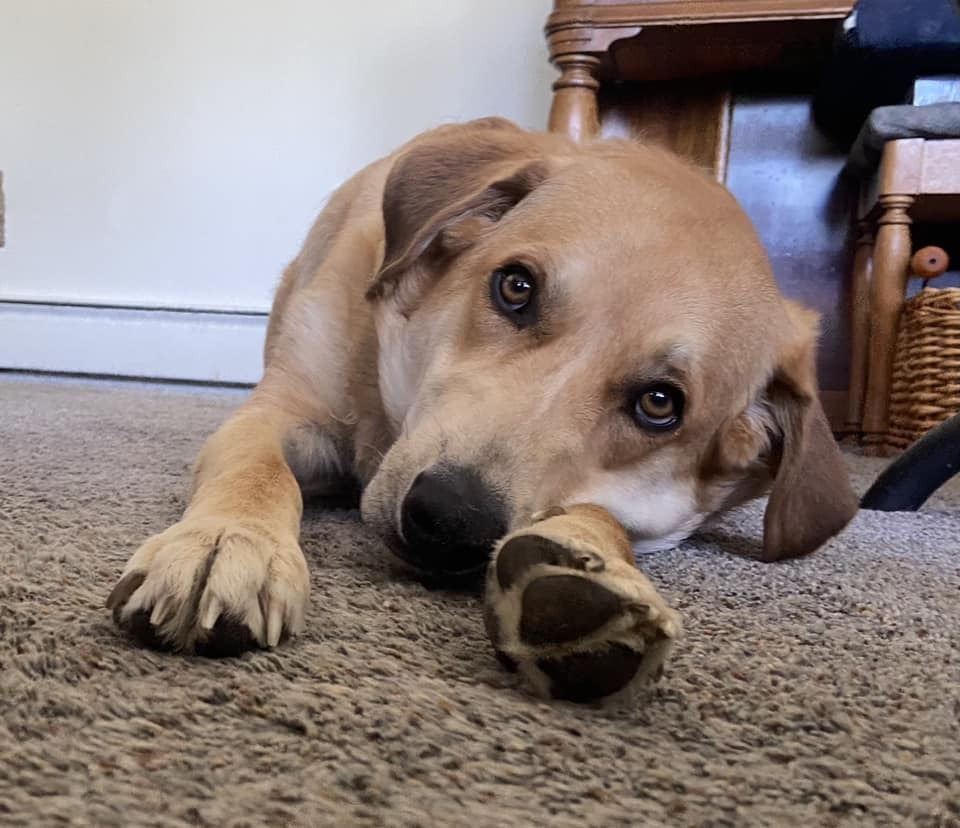 Zeus **Foster Home**, an adoptable Golden Retriever in Aurora, CO, 80018 | Photo Image 1