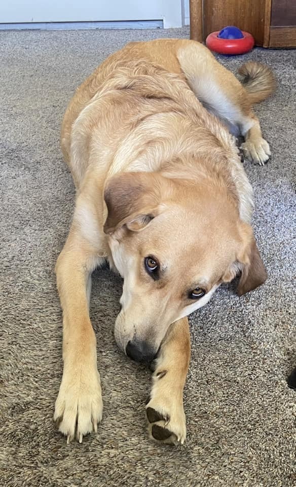 Zeus **Foster Home**, an adoptable Golden Retriever in Aurora, CO, 80018 | Photo Image 4