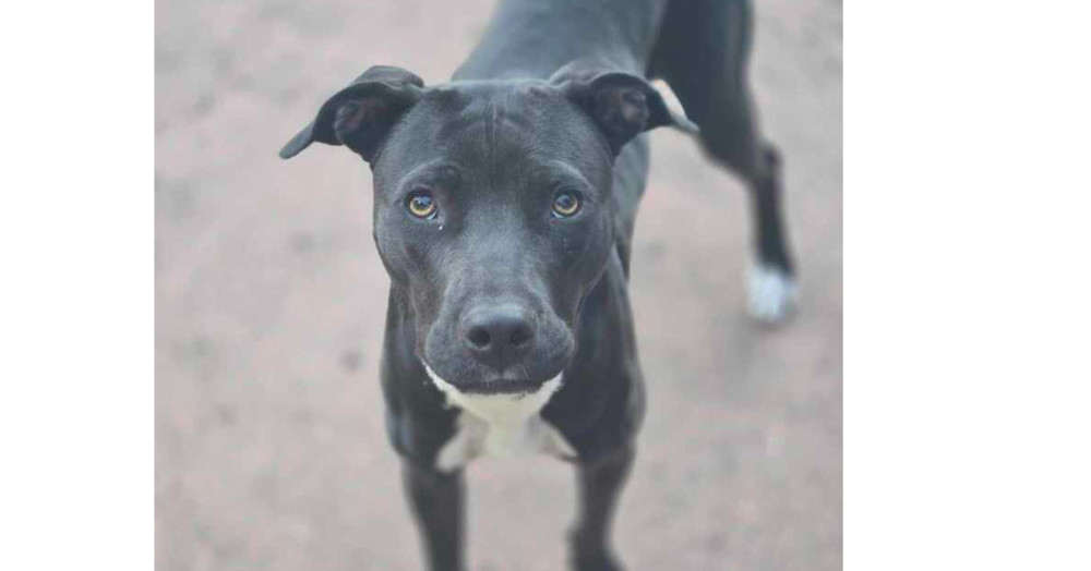 Sapphire ***RESCUE CENTER***, an adoptable Pit Bull Terrier, Labrador Retriever in Aurora, CO, 80018 | Photo Image 1