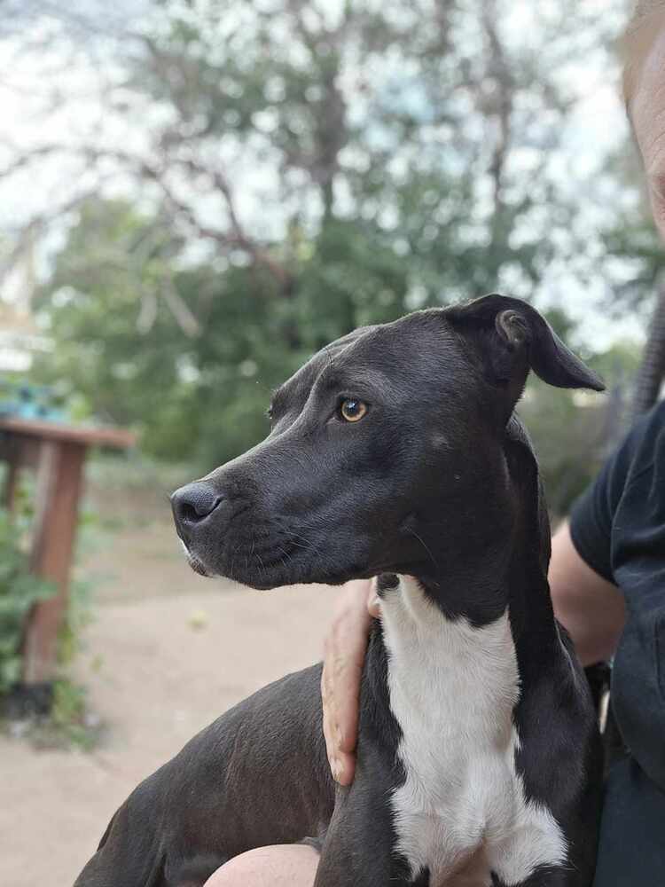 Sapphire ***RESCUE CENTER***, an adoptable Pit Bull Terrier, Labrador Retriever in Aurora, CO, 80018 | Photo Image 2