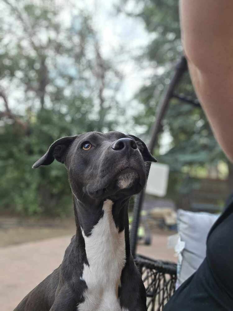 Sapphire ***RESCUE CENTER***, an adoptable Pit Bull Terrier, Labrador Retriever in Aurora, CO, 80018 | Photo Image 3