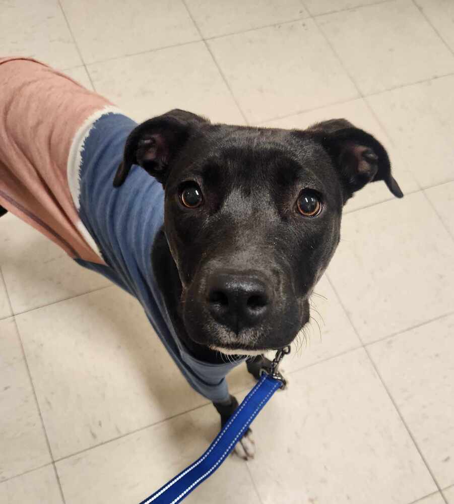 Sapphire ***RESCUE CENTER***, an adoptable Pit Bull Terrier, Labrador Retriever in Aurora, CO, 80018 | Photo Image 4