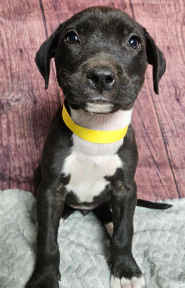 Sapphire ***RESCUE CENTER***, an adoptable Pit Bull Terrier, Labrador Retriever in Aurora, CO, 80018 | Photo Image 6