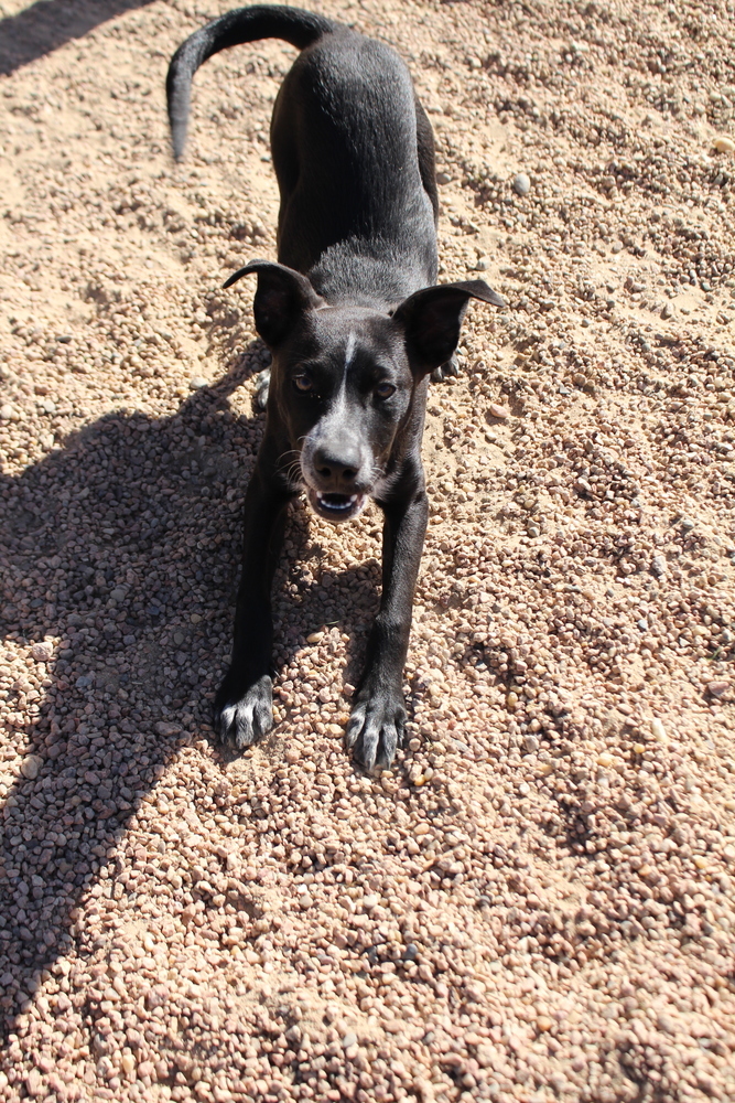 Lali ***FOSTER HOME***, an adoptable Australian Cattle Dog / Blue Heeler, Labrador Retriever in Aurora, CO, 80018 | Photo Image 1