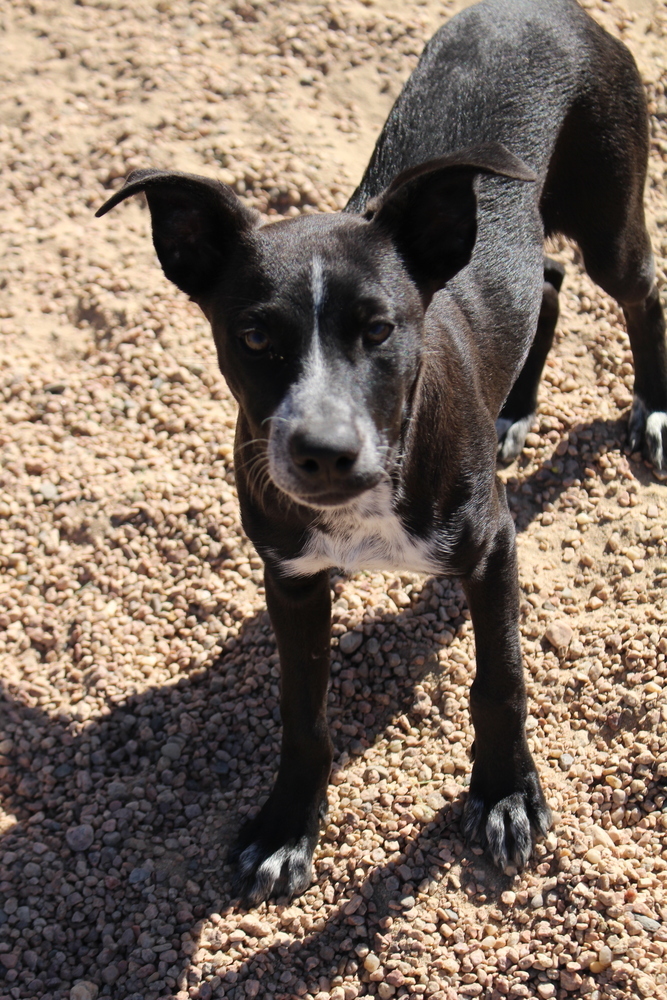 Lali ***FOSTER HOME***, an adoptable Australian Cattle Dog / Blue Heeler, Labrador Retriever in Aurora, CO, 80018 | Photo Image 3