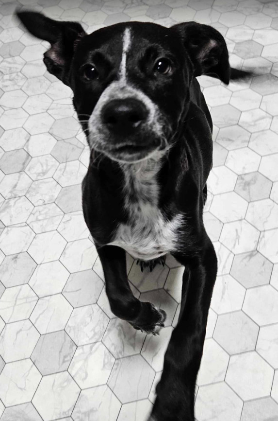 Lali ***FOSTER HOME***, an adoptable Australian Cattle Dog / Blue Heeler, Labrador Retriever in Aurora, CO, 80018 | Photo Image 5