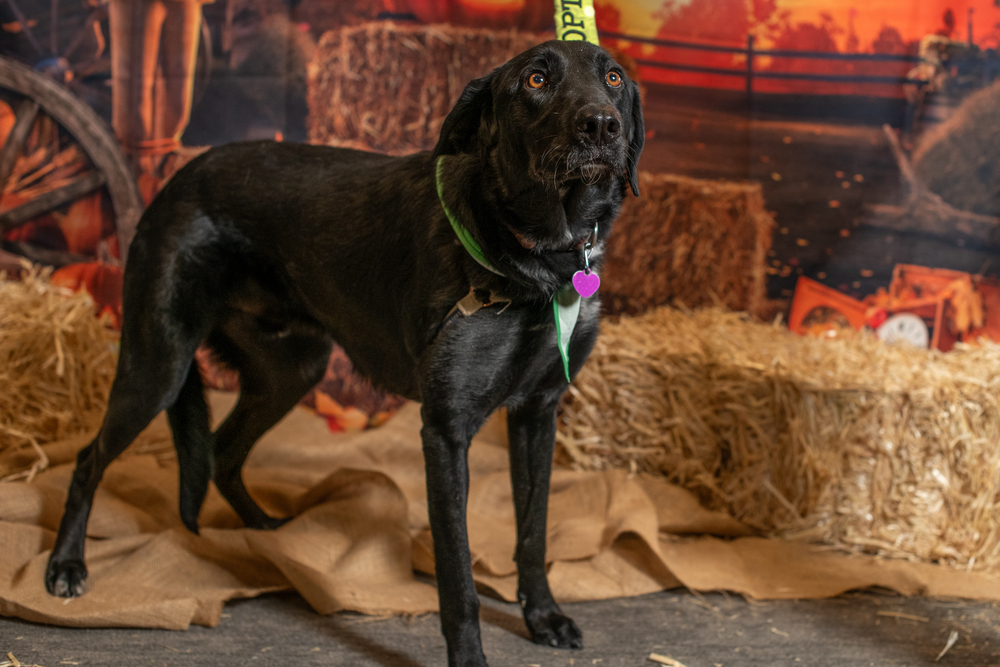 Mateo **Foster Home**, an adoptable Labrador Retriever, Border Collie in Aurora, CO, 80018 | Photo Image 1