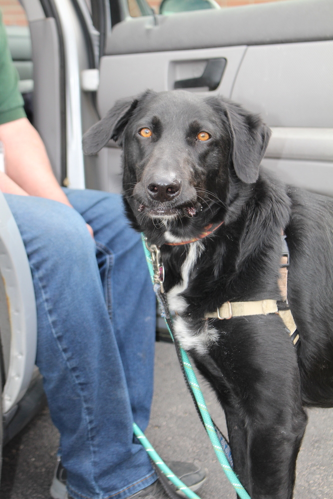 Mateo **Foster Home**, an adoptable Labrador Retriever, Border Collie in Aurora, CO, 80018 | Photo Image 2