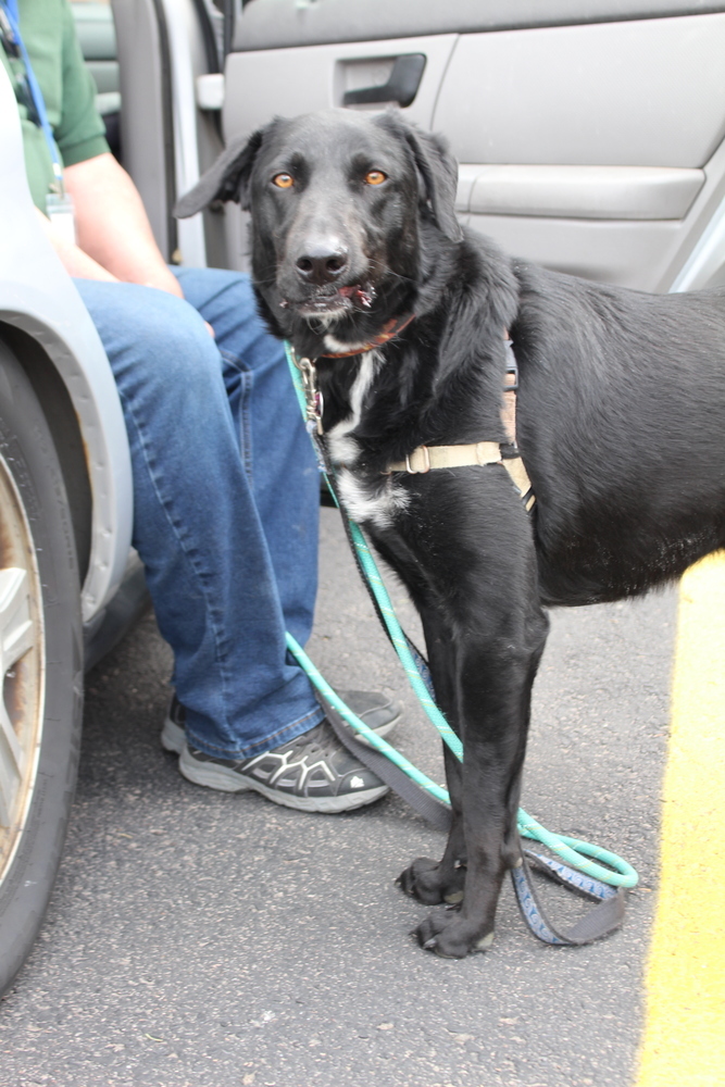 Mateo **Foster Home**, an adoptable Labrador Retriever, Border Collie in Aurora, CO, 80018 | Photo Image 3