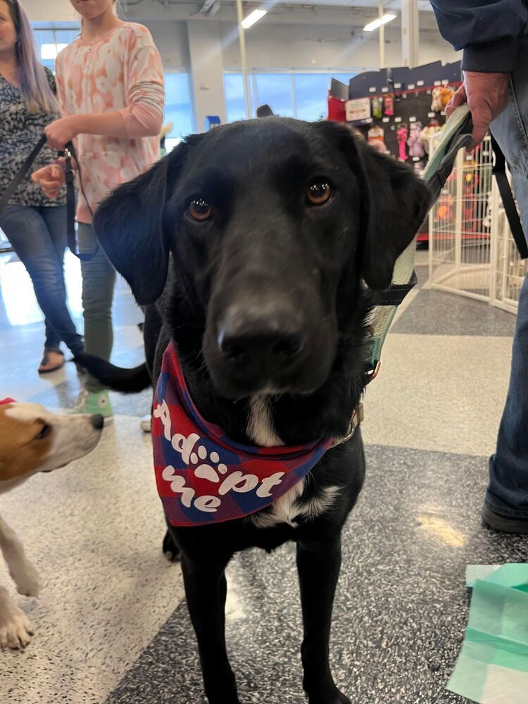 Mateo **Foster Home**, an adoptable Labrador Retriever, Border Collie in Aurora, CO, 80018 | Photo Image 4