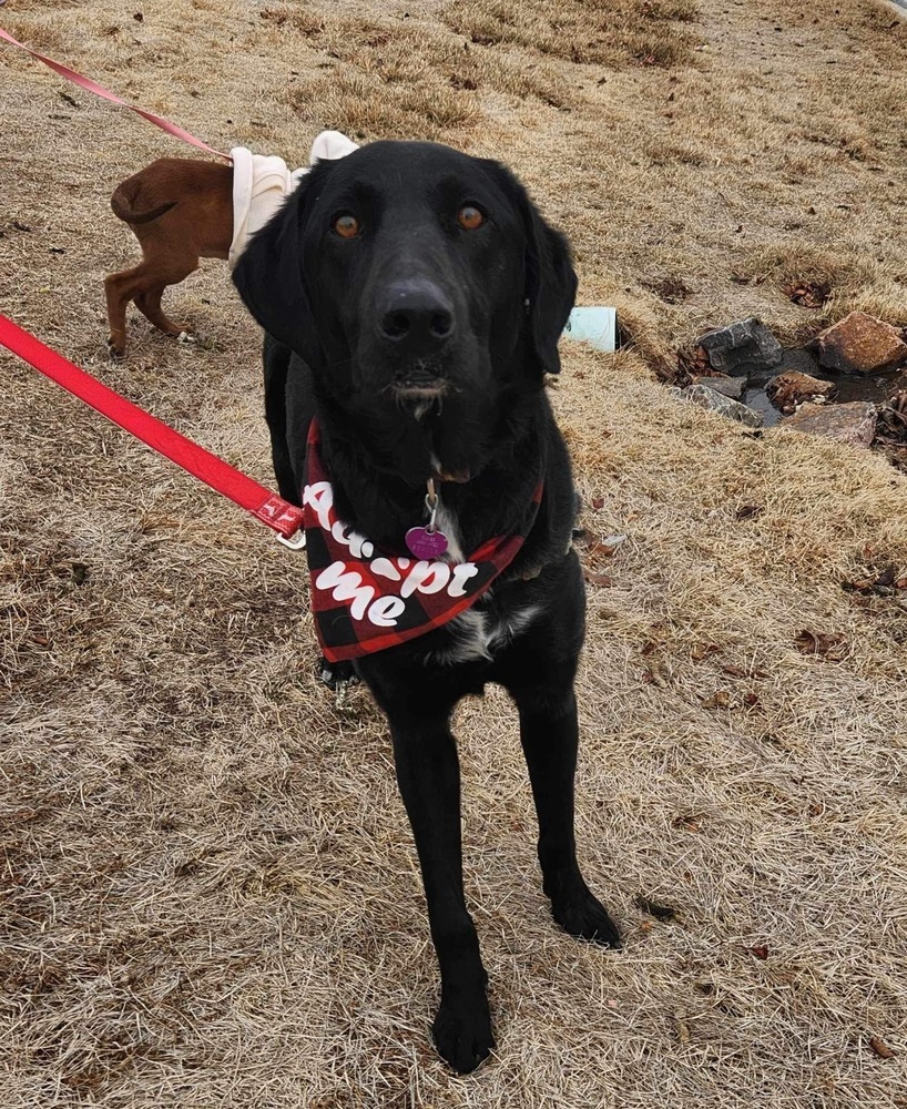 Mateo **Foster Home**, an adoptable Labrador Retriever, Border Collie in Aurora, CO, 80018 | Photo Image 5