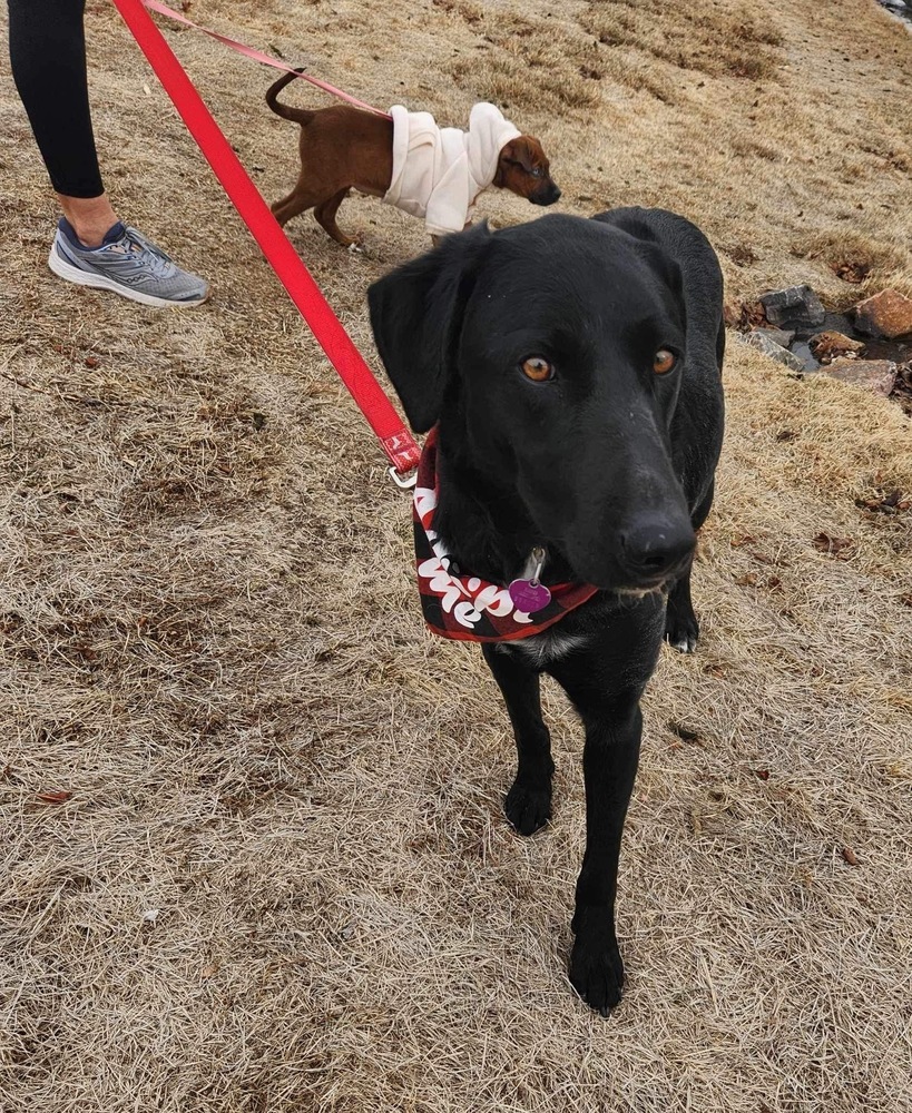 Mateo **Foster Home**, an adoptable Labrador Retriever, Border Collie in Aurora, CO, 80018 | Photo Image 6