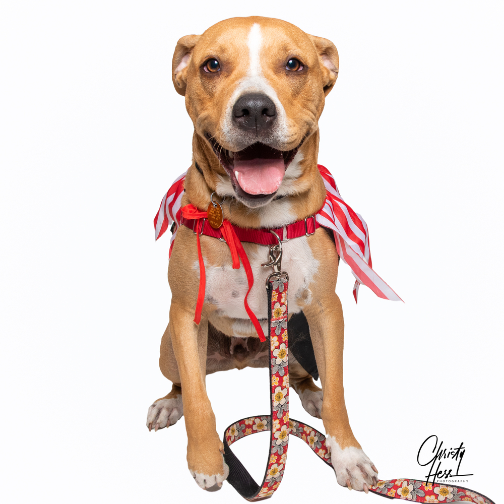 Kyson **Foster home**, an adoptable Pit Bull Terrier, Boxer in Aurora, CO, 80018 | Photo Image 1