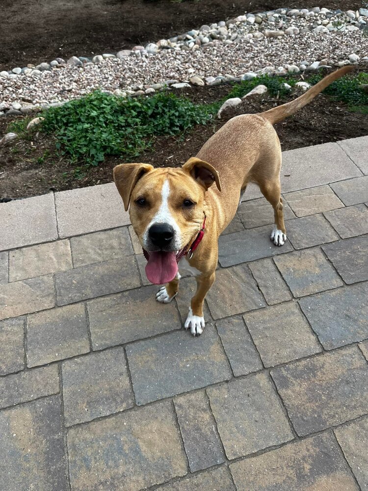 Kyson **Foster home**, an adoptable Pit Bull Terrier, Boxer in Aurora, CO, 80018 | Photo Image 4