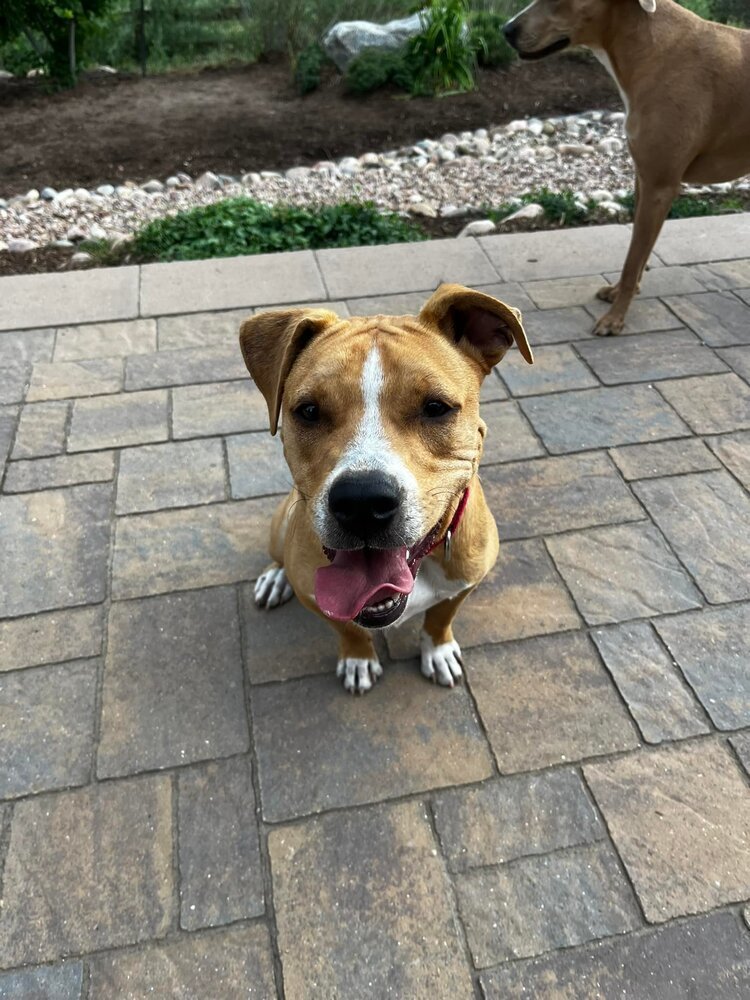 Kyson **Foster home**, an adoptable Pit Bull Terrier, Boxer in Aurora, CO, 80018 | Photo Image 5