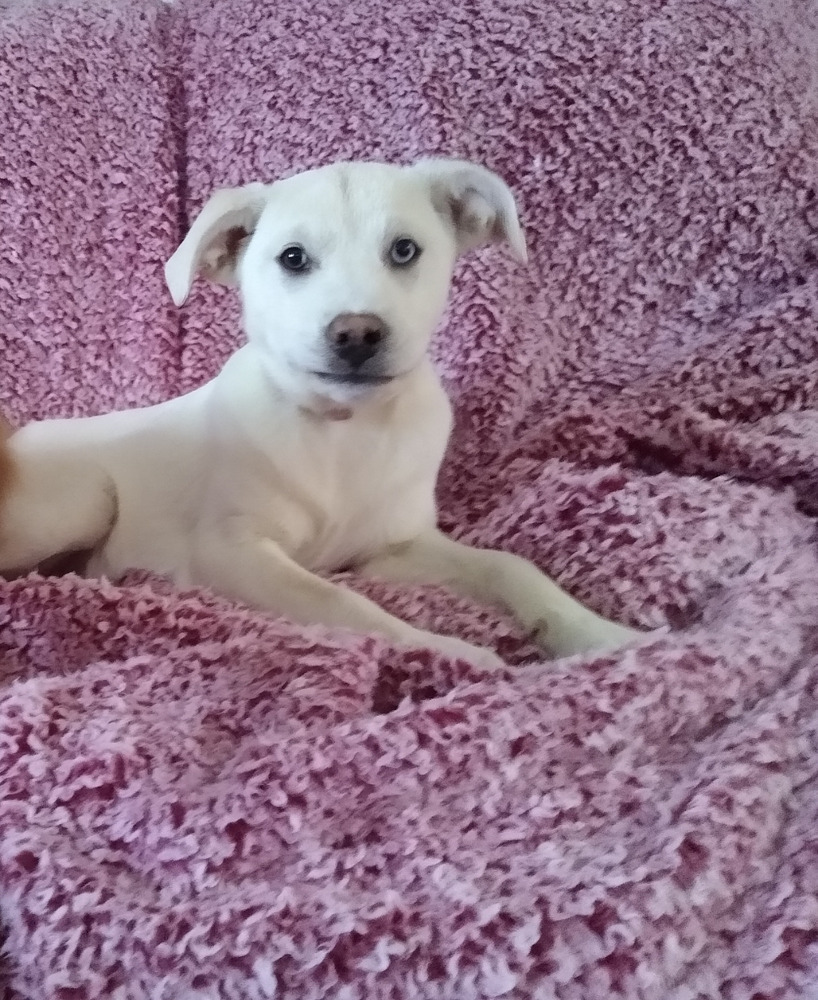 Pepper puppies Jalapeno**Foster Home**