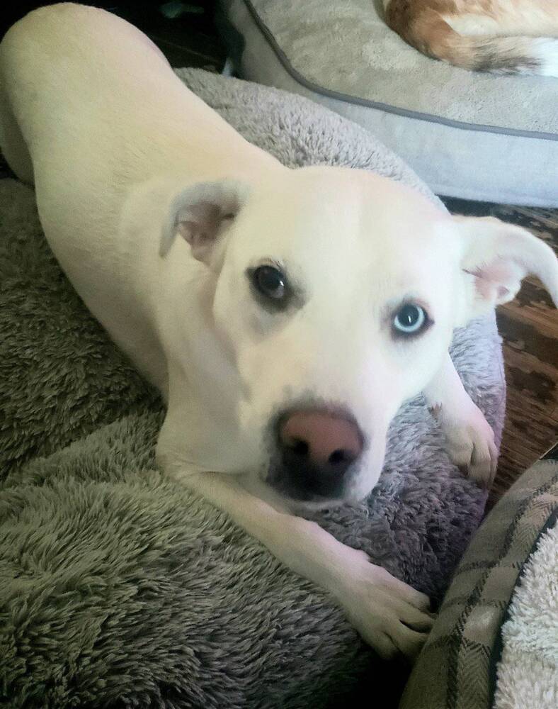 Jalapeno**Foster Home**, an adoptable Great Pyrenees, Labrador Retriever in Aurora, CO, 80018 | Photo Image 3