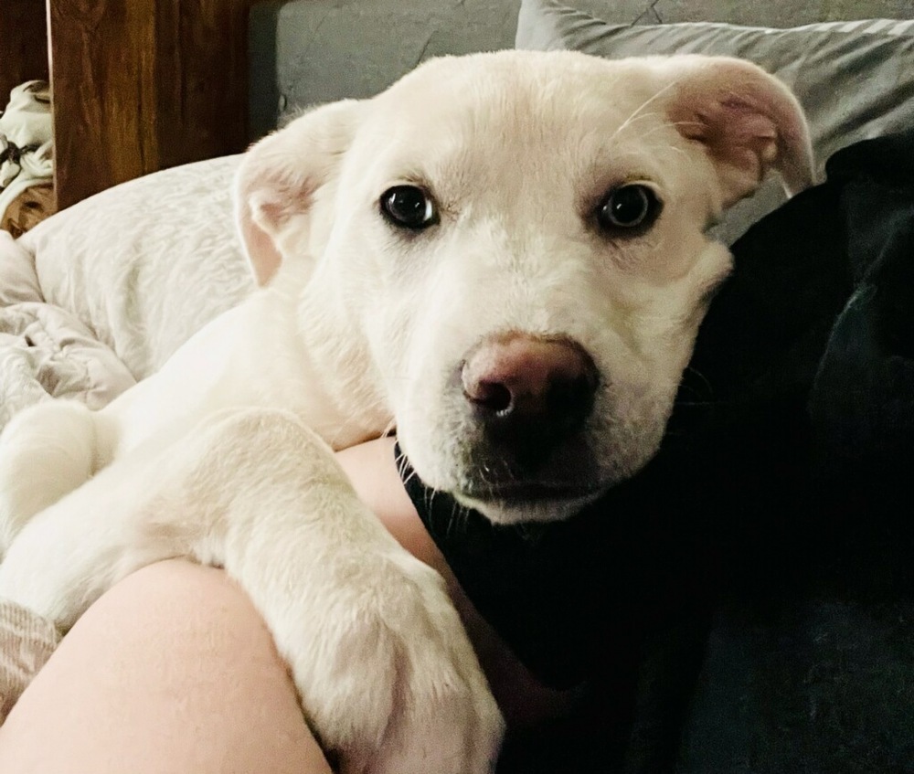 Jalapeno**Foster Home**, an adoptable Great Pyrenees, Labrador Retriever in Aurora, CO, 80018 | Photo Image 5