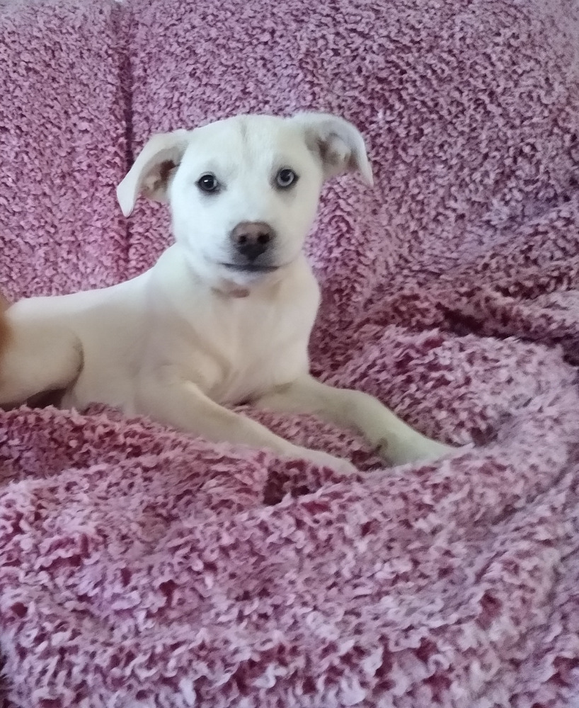 Jalapeno**Foster Home**, an adoptable Great Pyrenees, Labrador Retriever in Aurora, CO, 80018 | Photo Image 6