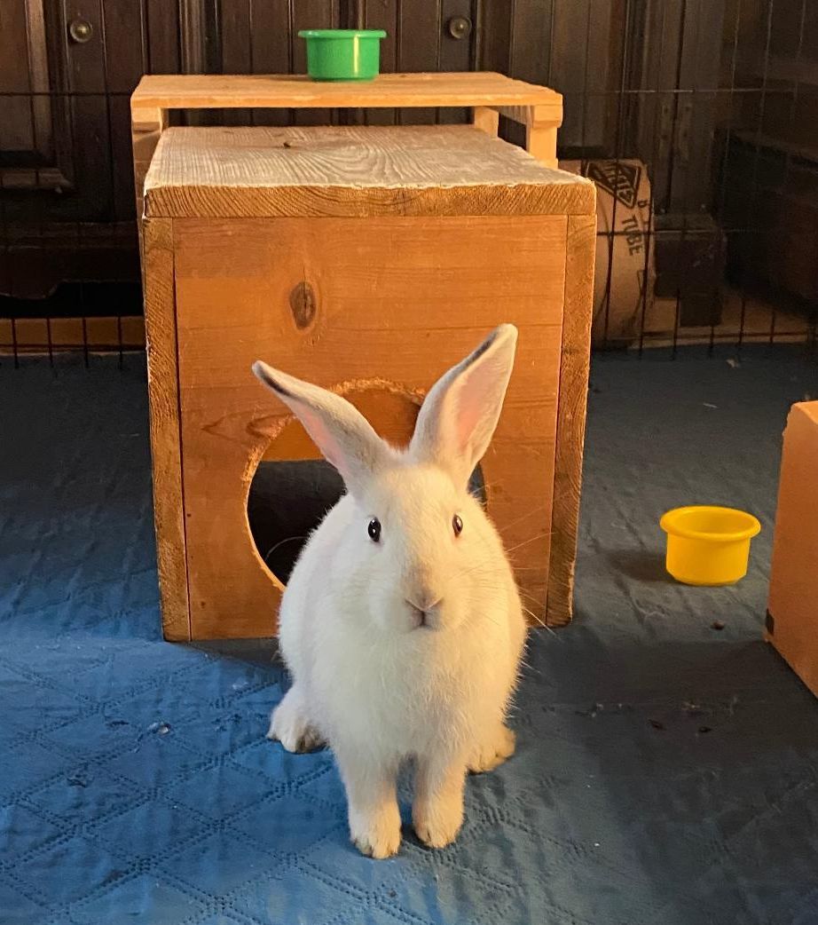 Rabbit for adoption Manny, a Lop Eared Mix in Cream Ridge, NJ Petfinder