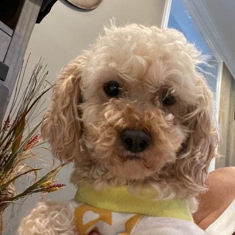 Petfinder sales toy poodle