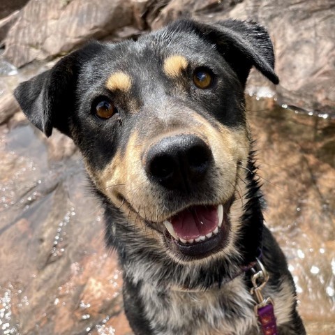 Dana, an adoptable Mixed Breed in Moab, UT, 84532 | Photo Image 1