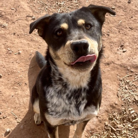 Dana, an adoptable Mixed Breed in Moab, UT, 84532 | Photo Image 2