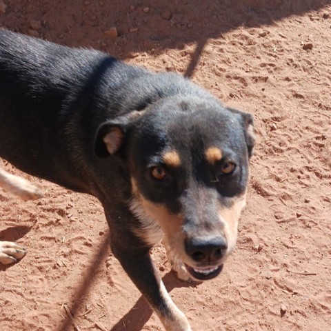 Dana, an adoptable Mixed Breed in Moab, UT, 84532 | Photo Image 2