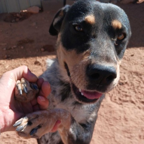 Dana, an adoptable Mixed Breed in Moab, UT, 84532 | Photo Image 2