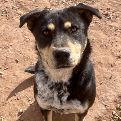 Dana, an adoptable Mixed Breed in Moab, UT, 84532 | Photo Image 3